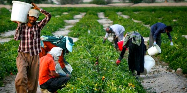 کشاورز نباید از چرخه اقتصادی خارج شود