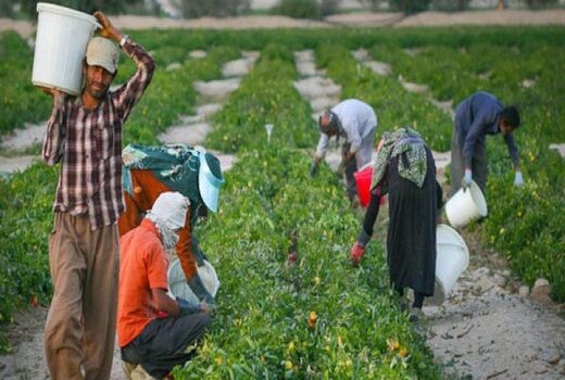 کشاورز نباید از چرخه اقتصادی خارج شود