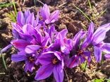 عیار بالای طلای سرخ در بام ایران