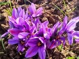 عیار بالای طلای سرخ در بام ایران