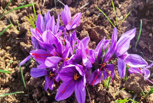 عیار بالای طلای سرخ در بام ایران