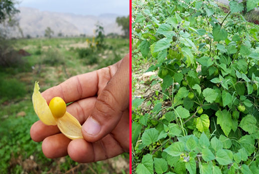 میوه فیسالیس کشت شد