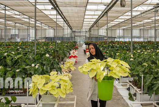 ​بهره‌وری 80 درصدی در گلخانه مکانیزه ساری