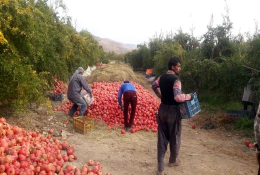آغاز برداشت انار در فسا
