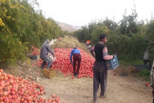آغاز برداشت انار در فسا