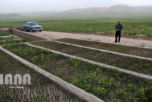 اینجا امنیت غذایی کشت می‌شود