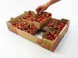 بسته‌بندی و بازاریابی توت فرنگی نیازمند توجه ویژه است