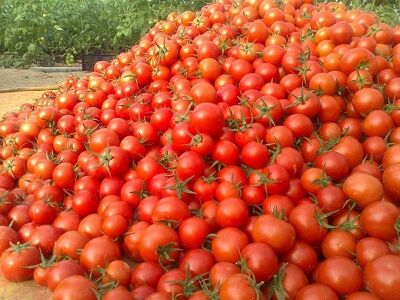 برداشت 380 هزار تن محصول گوجه فرنگی از مزارع استان بوشهر