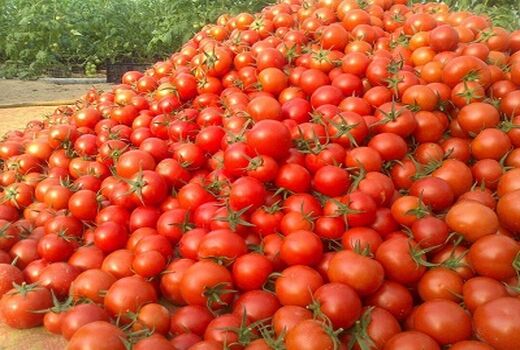 100 درصد مطالبات گوجه‌کاران پرداخت شد