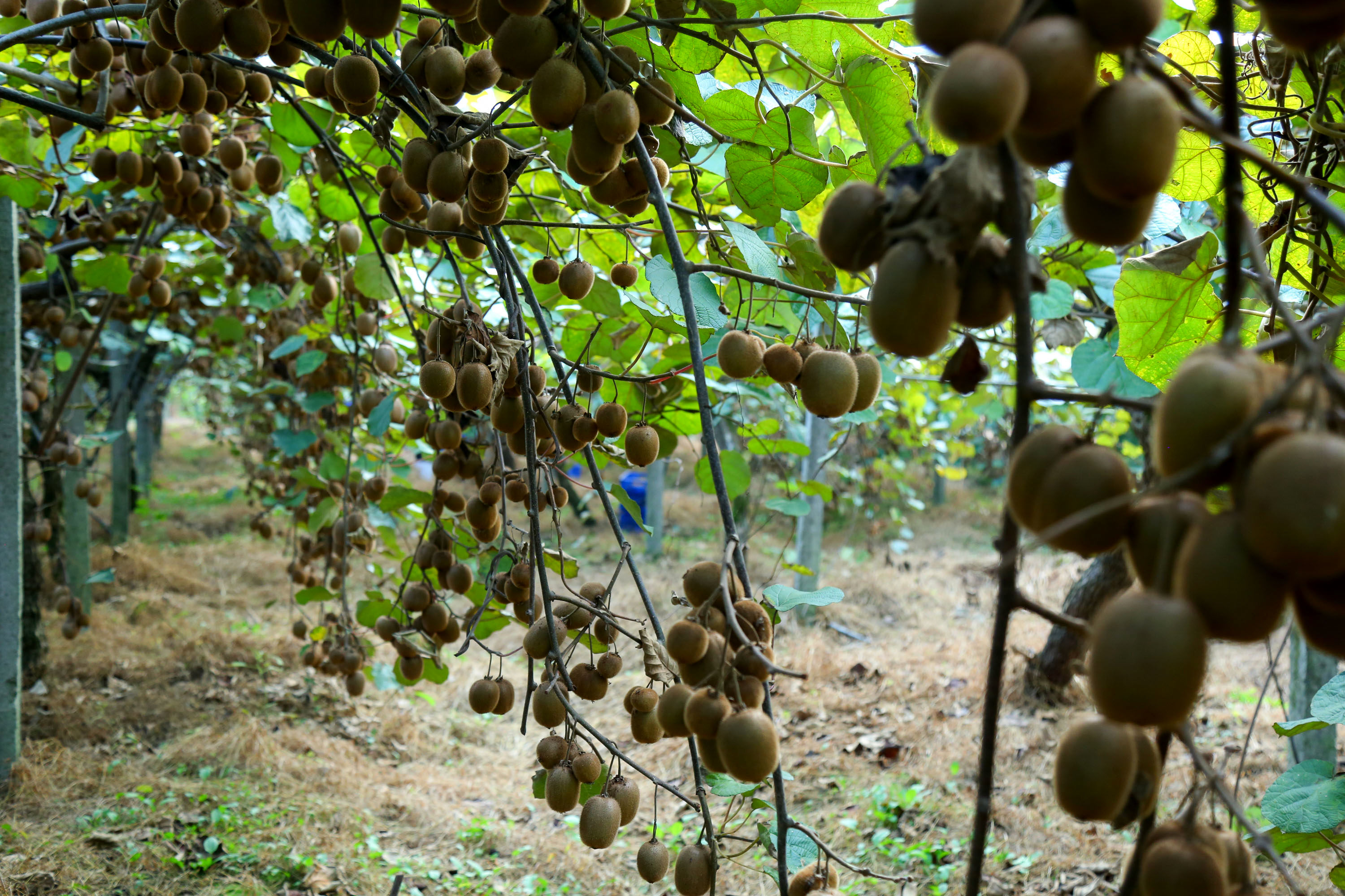  میوه ای شگفت انگیز به نام کیوی 