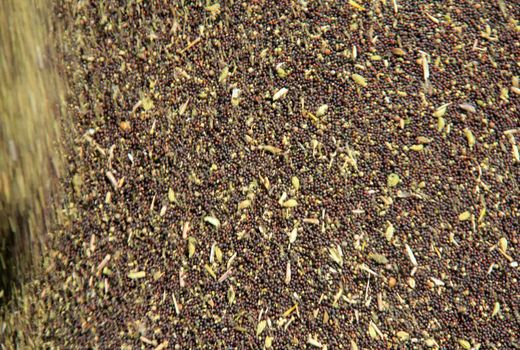 افزایش سه برابری تولید  کلزا در چهارمحال و بختیاری