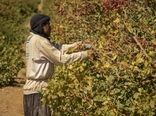 تولید هزار و 520 تن محصولات زراعی و باغی توسط کشاورزان یزدی 