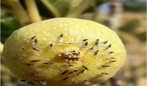 رقص زنبورهای انجیر در باغ‌های کوه چنار با آغاز فصل گرده افشانی