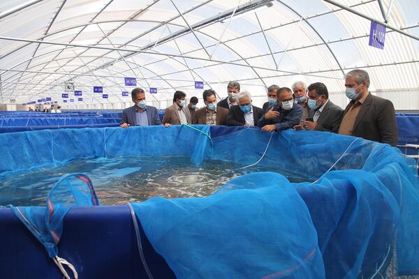 استان یزد پیشرو در پرورش ماهی تیلاپیا