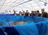 استان یزد پیشرو در پرورش ماهی تیلاپیا