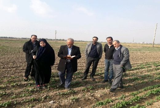 21 درصد سطح مزارع تولید بذر کشور متعلق به استان تهران است