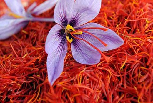 سایه دلالان روی سر زعفران‌کار