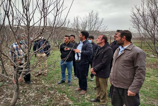 عملیات هرس و تغذیه باغی چالکود بهاره در سطح 800 هکتار از باغهای میوه شهرستان هشترود