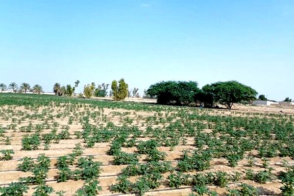 کشت کنجد در بوشهر افزایش یافت
