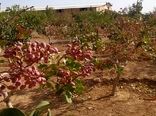 مبارزه با آفت پروانه چوبخوار پسته در مزارع کاشان