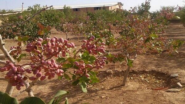 مبارزه با آفت پروانه چوبخوار پسته در مزارع کاشان