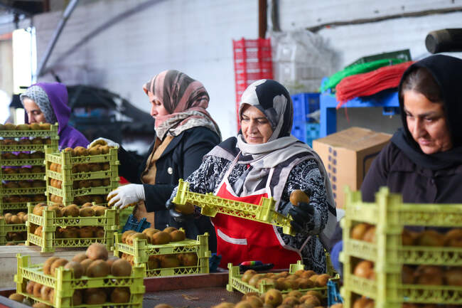  میوه ای شگفت انگیز به نام کیوی 
