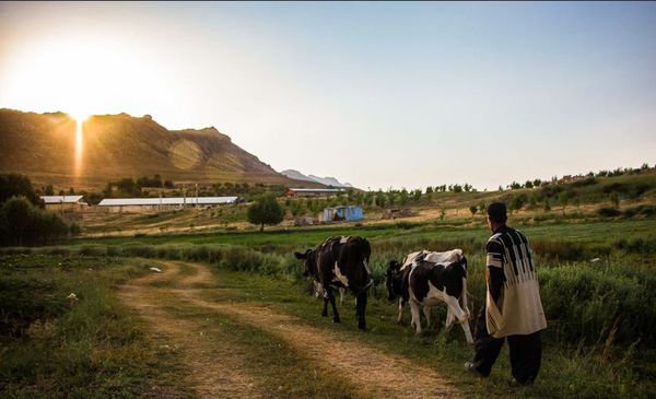  تدوین سند توسعه دامپروری در چهارمحال و بختیاری