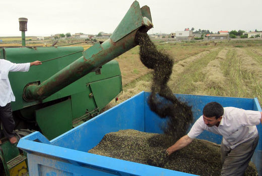 پیش‌بینی برداشت 8000 تن کلزا در ایلام