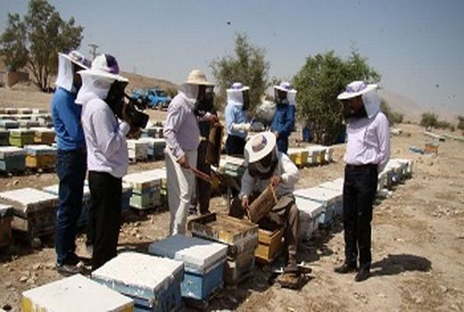 تولید 400 تن عسل در شهرستان فراشبند