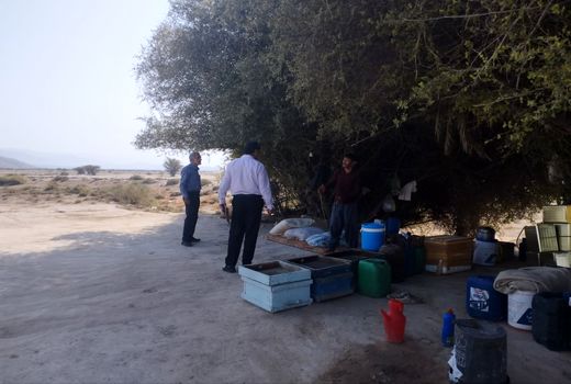 استقرار 450 زنبورستان در خُنج