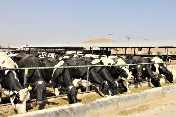 یک سوم درآمد بخش کشاورزی چهارمحال و بختیاری در حوزه دام و طیور است