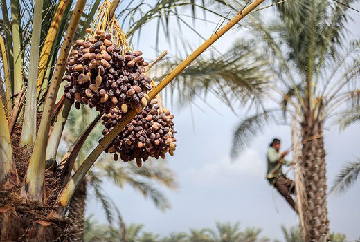  پروتکل تکثیر خرمای مجول در دسترس قرار گرفت