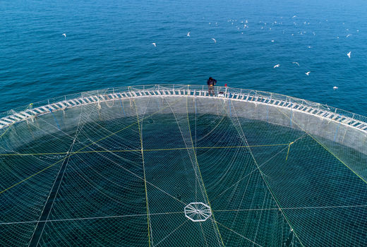 توسعه اقتصاد دریا محور با افزایش تولید پرورش ماهی در قفس