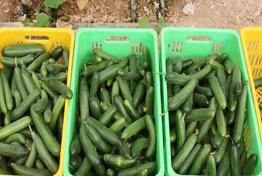 آغاز برداشت 5200 تن خیار با اشتغال‌زایی 2600 نفر در چادگان