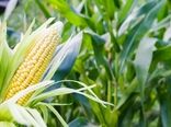آغاز برداشت ذرت علوفه‌ای در استان چهارمحال وبختیاری/ ذرت تولیدی چهارمحال و بختیاری با کیفیت است
