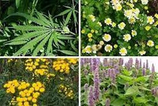 کشت گیاهان دارویی در مانه و سملقان خراسان شمالی بیش از ۲ برابر شد