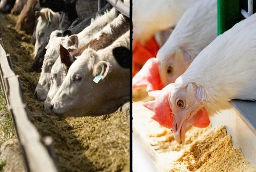 ایده‌ها پولدار می‌شوند/ از پایان‌نامه تا سرمایه ۵۰۰ میلیاردی