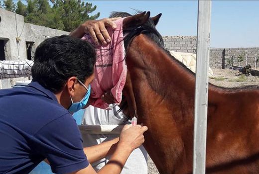 مشمشه؛ زنگ خطری که به صدا درآمد