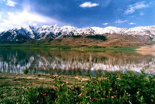 رونق اقتصادی گیاهان دارویی در بام ایران