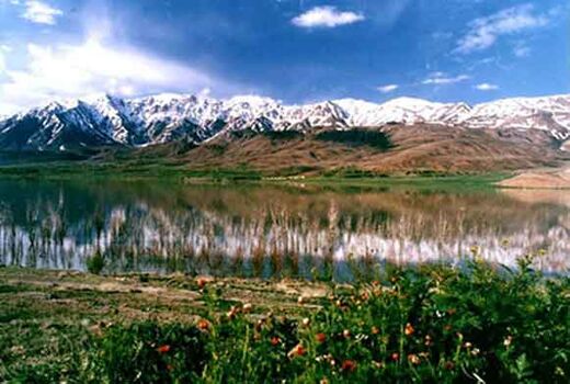 رونق اقتصادی گیاهان دارویی در بام ایران