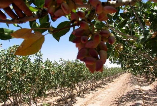 آغاز برداشت پسته از باغات استان کرمانشاه