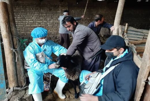پوشش ۹۴ درصدی واکسیناسیون طاعون نشخوارکنندگان کوچک در قزوین