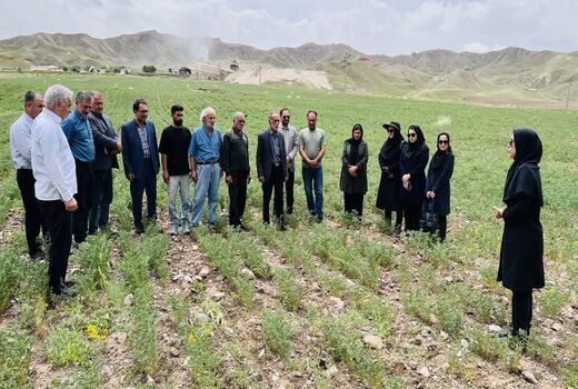 ترویج کشت مستقیم نخود در دیمزارهای میانه
