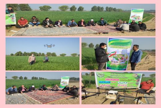 آشنایی کشاورزان هندیجانی با کنترل زنگ زرد گندم