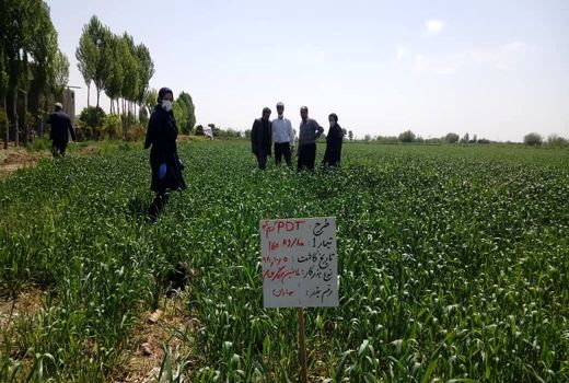 بازدید از طرح 1.5هکتاری مقایسه تراکم کاشت گندم در شهرستان ری