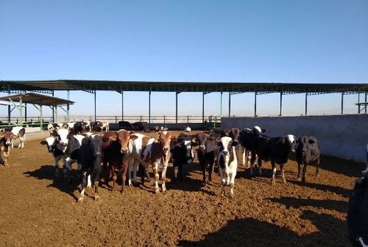 سالانه حدود 18 هزار راس گوساله در استان بوشهر پروار می‌شود