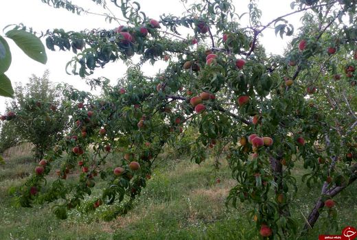 باغ‌های خراسان شمالی در برابر سرما مقاوم می‌شوند