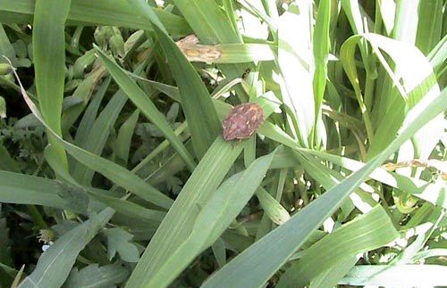 مبارزه با آفت سن مادری در اراضی کشاورزی به 315 هکتار رسید