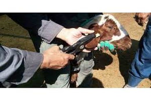 هویت دار شدن 50 هزار رأس دام در جویبار