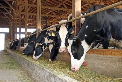 600 هکتار ذرت علوفه‌ای سرچهان آماده برداشت